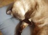 schlafende Katzen 015.jpg